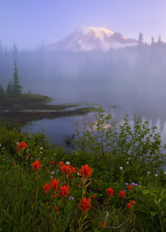 輸入壁紙 カスタム壁紙 PHOTOWALL / Early Summer Morning, Rainier National Park (e31102)