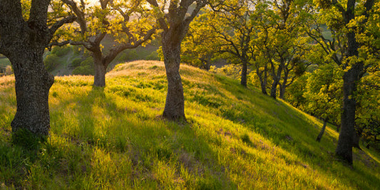 輸入壁紙 カスタム壁紙 PHOTOWALL / Late Afternoon Sunshine Streams, Mount Diablo, California (e31115)