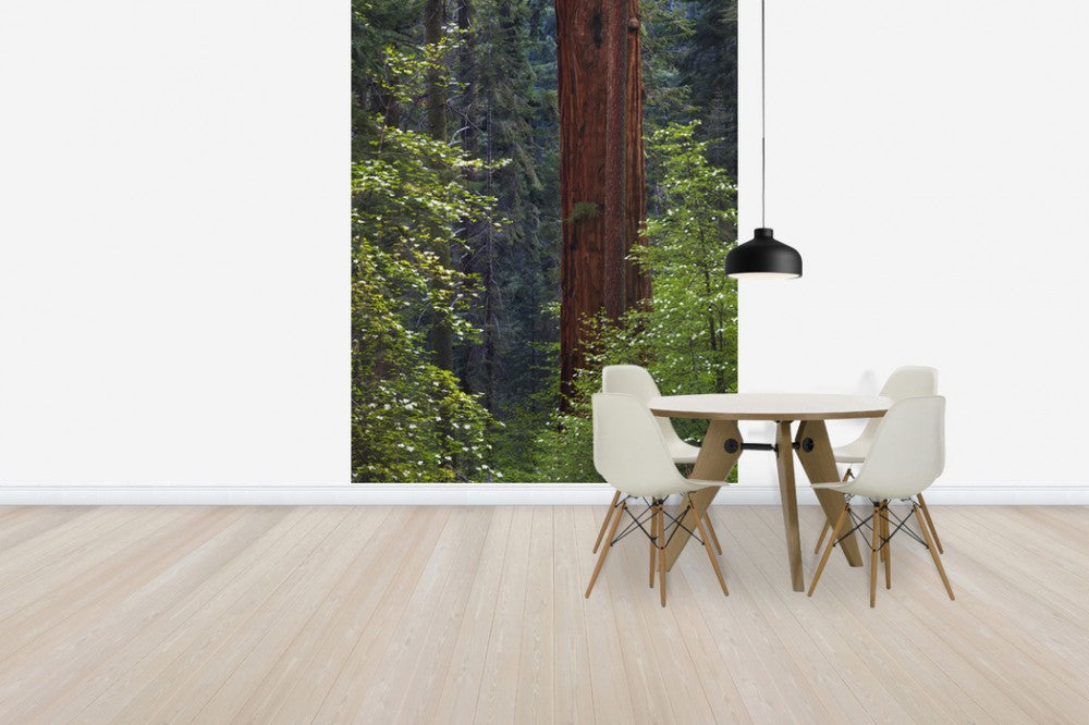 輸入壁紙 カスタム壁紙 PHOTOWALL / Pacific Dogwood Tree and Giant Sequoia, California (e31118)