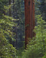 輸入壁紙 カスタム壁紙 PHOTOWALL / Pacific Dogwood Tree and Giant Sequoia, California (e31118)