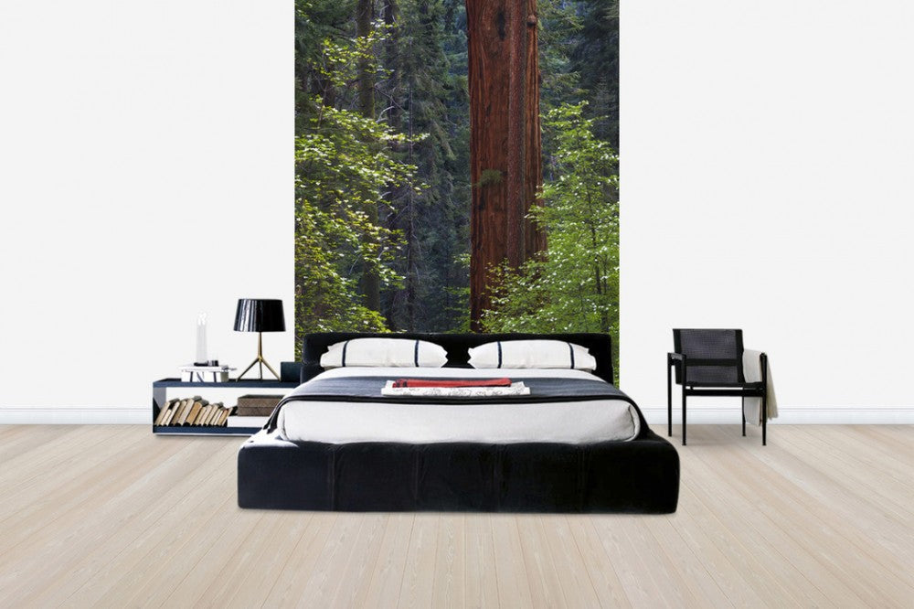 輸入壁紙 カスタム壁紙 PHOTOWALL / Pacific Dogwood Tree and Giant Sequoia, California (e31118)