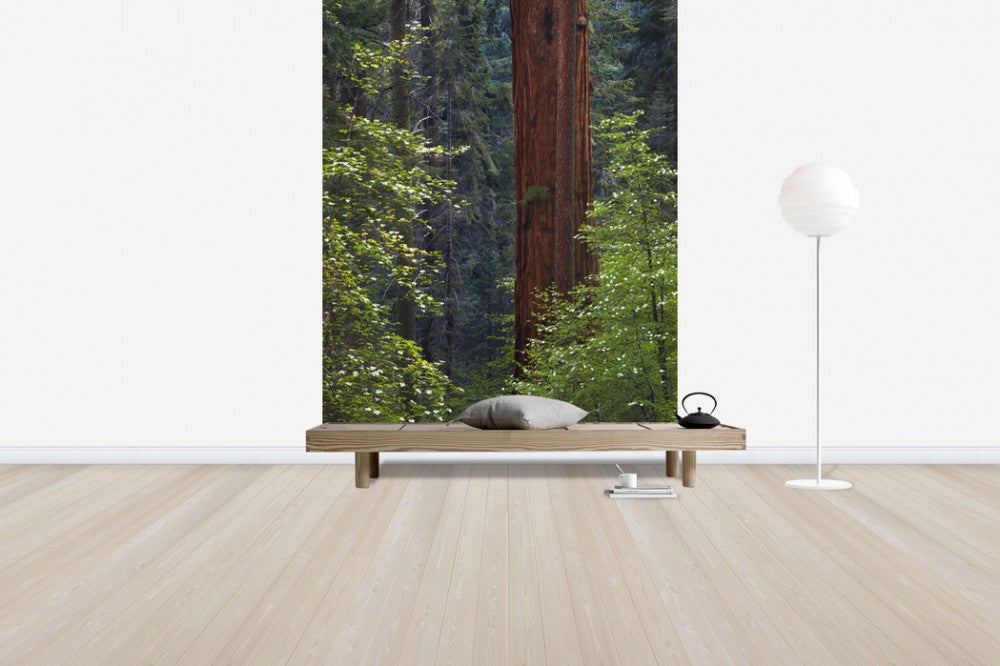 輸入壁紙 カスタム壁紙 PHOTOWALL / Pacific Dogwood Tree and Giant Sequoia, California (e31118)