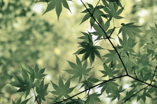 輸入壁紙 カスタム壁紙 PHOTOWALL / Branch and Leaves (e310305)