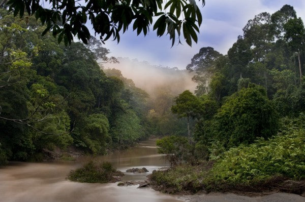 輸入壁紙 カスタム壁紙 PHOTOWALL / Segama River and Rainforest (e310365)