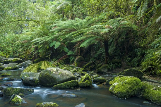 輸入壁紙 カスタム壁紙 PHOTOWALL / Great Otway National Park (e310366)