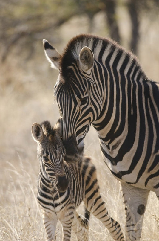 輸入壁紙 カスタム壁紙 PHOTOWALL / Plains Zebra (e310372)