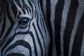 輸入壁紙 カスタム壁紙 PHOTOWALL / Plains Zebra Close Up (e310385)