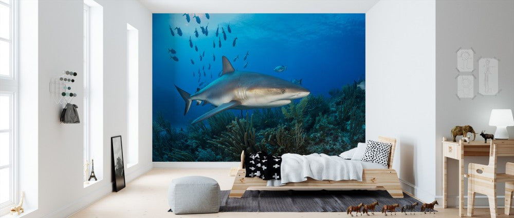 輸入壁紙 カスタム壁紙 PHOTOWALL / Caribbean Reef Shark (e310396)