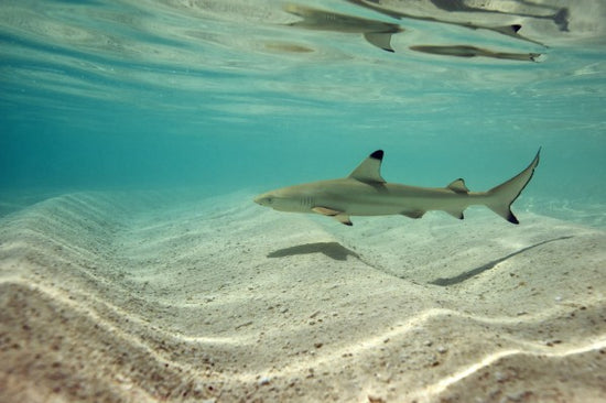 輸入壁紙 カスタム壁紙 PHOTOWALL / Blacktip Reef Shark (e310398)