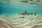 輸入壁紙 カスタム壁紙 PHOTOWALL / Blacktip Reef Shark (e310398)