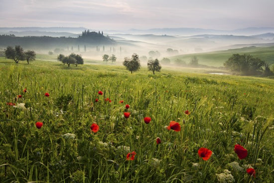 輸入壁紙 カスタム壁紙 PHOTOWALL / Tuscan Spring (e310967)