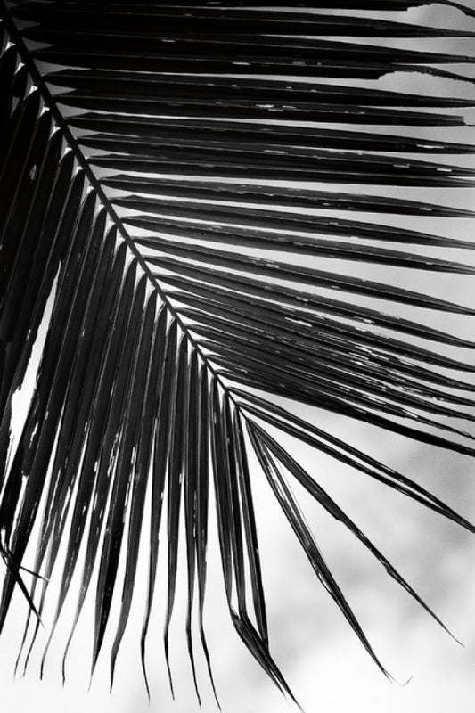 輸入壁紙 カスタム壁紙 PHOTOWALL / Palm Frond II (e311195)