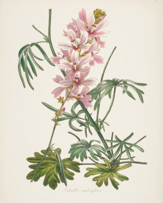 輸入壁紙 カスタム壁紙 PHOTOWALL / Antique Botanical I Cream (e312257)