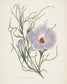 輸入壁紙 カスタム壁紙 PHOTOWALL / Antique Botanical III Cream (e312259)