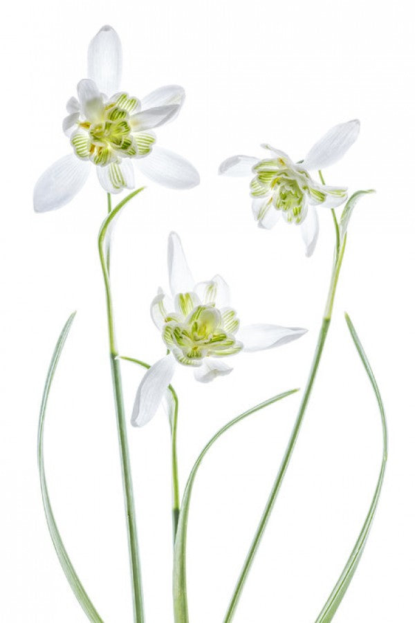 輸入壁紙 カスタム壁紙 PHOTOWALL / Galanthus Flore Pleno (e312825)