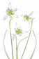 輸入壁紙 カスタム壁紙 PHOTOWALL / Galanthus Flore Pleno (e312825)