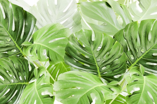 輸入壁紙 カスタム壁紙 PHOTOWALL / Green Leaves Monstera (e313223)