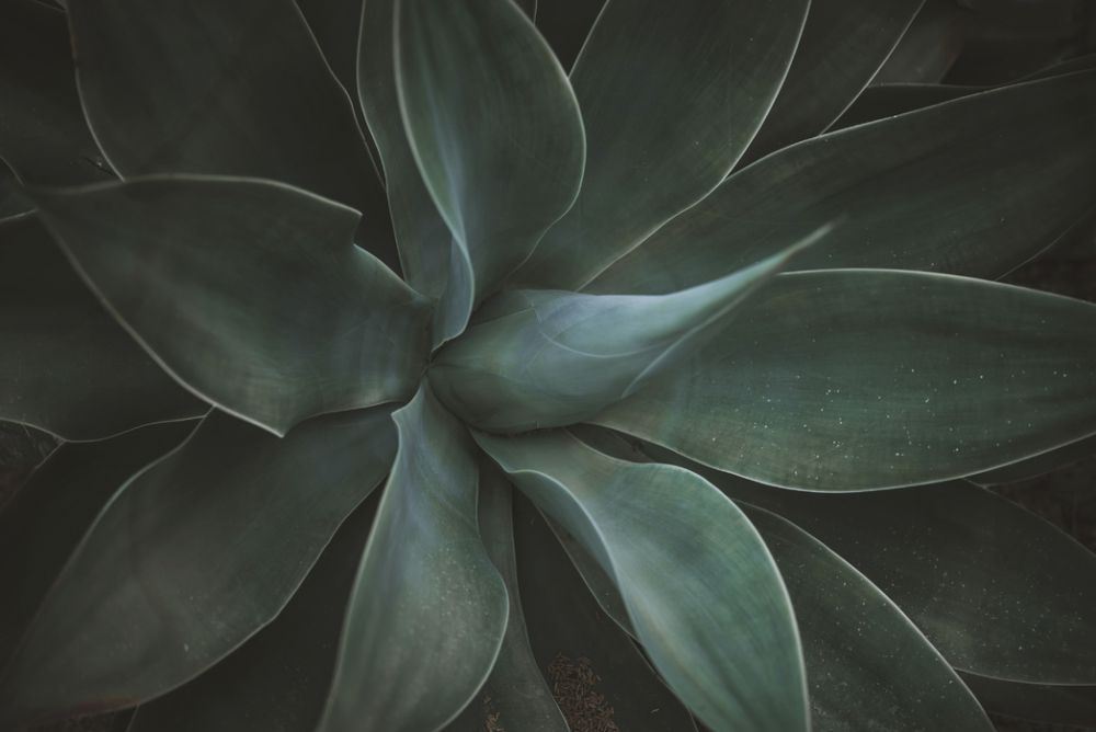 輸入壁紙 カスタム壁紙 PHOTOWALL / Macro Agave (e313681)