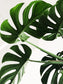 輸入壁紙 カスタム壁紙 PHOTOWALL / Monstera Leaves (e313402)