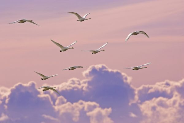 輸入壁紙 カスタム壁紙 PHOTOWALL / Whooper Swans (e314489)