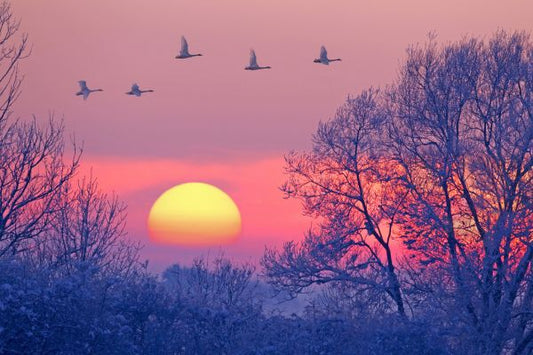 輸入壁紙 カスタム壁紙 PHOTOWALL / Whooper Swans at Dusk (e314490)