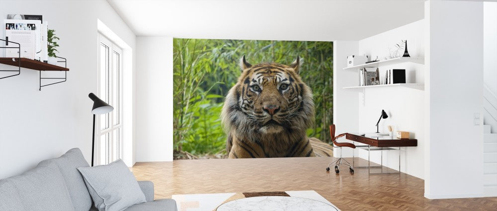 輸入壁紙 カスタム壁紙 PHOTOWALL / Male Sumatran Tiger (e314446)