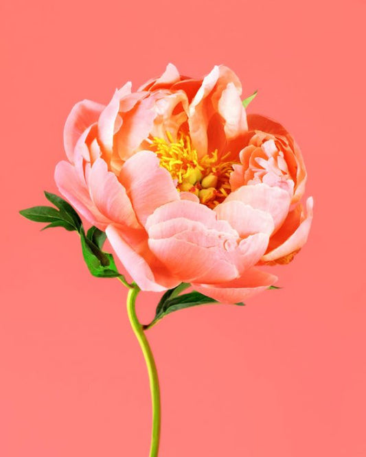 輸入壁紙 カスタム壁紙 PHOTOWALL / Peony on Coral (e316149)