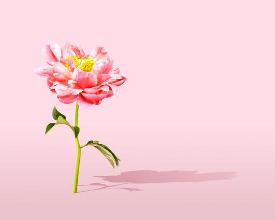 輸入壁紙 カスタム壁紙 PHOTOWALL / Pink Peony (e316152)