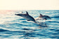 輸入壁紙 カスタム壁紙 PHOTOWALL / Dolphins Jumping from the Sea (e316501)