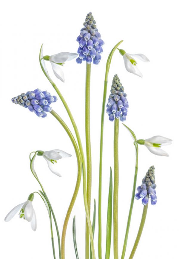 輸入壁紙 カスタム壁紙 PHOTOWALL / Muscari and Galanthus (e317825)