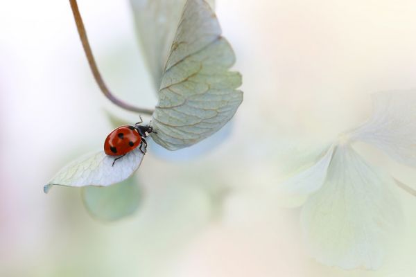 輸入壁紙 カスタム壁紙 PHOTOWALL / Ladybird on Blue Green Hydrangea (e317834)