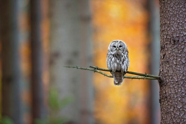 輸入壁紙 カスタム壁紙 PHOTOWALL / Tawny Owl (e317630)