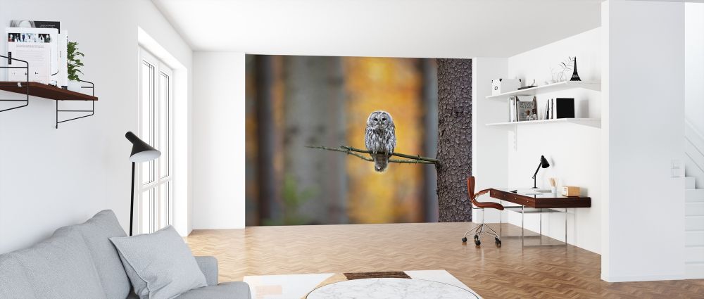 輸入壁紙 カスタム壁紙 PHOTOWALL / Tawny Owl (e317630)