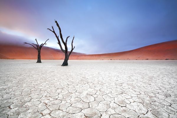 輸入壁紙 カスタム壁紙 PHOTOWALL / Mist over Deadvlei (e317573)