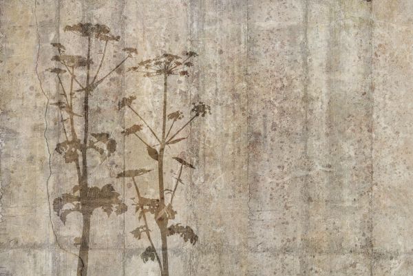 輸入壁紙 カスタム壁紙 PHOTOWALL / Giant Hogweed with Concrete Wall (e318483)