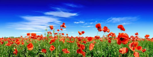 輸入壁紙 カスタム壁紙 PHOTOWALL / Red Poppies on Green Field (e317845)