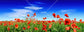 輸入壁紙 カスタム壁紙 PHOTOWALL / Red Poppies on Green Field (e317845)