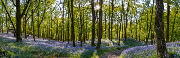 輸入壁紙 カスタム壁紙 PHOTOWALL / Bluebell Carpets on Woodland (e317934)