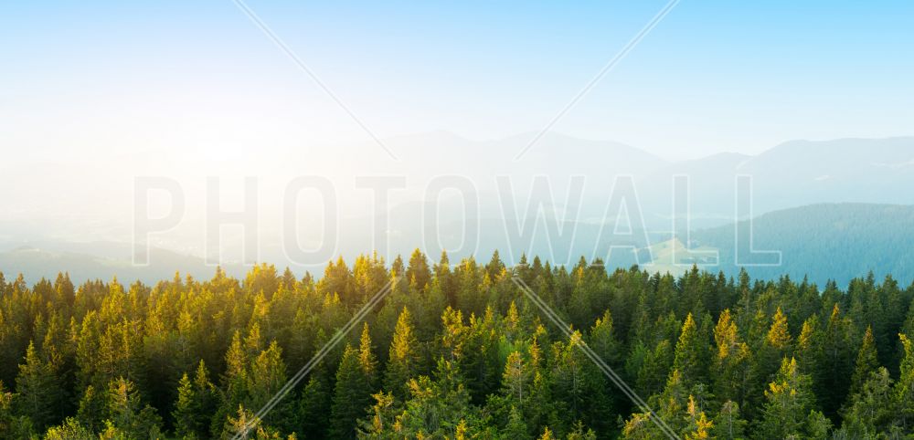 輸入壁紙 カスタム壁紙 PHOTOWALL / Pine Forest at Sunrise (e318270)