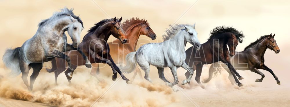 輸入壁紙 カスタム壁紙 PHOTOWALL / Horse Herd (e318275)