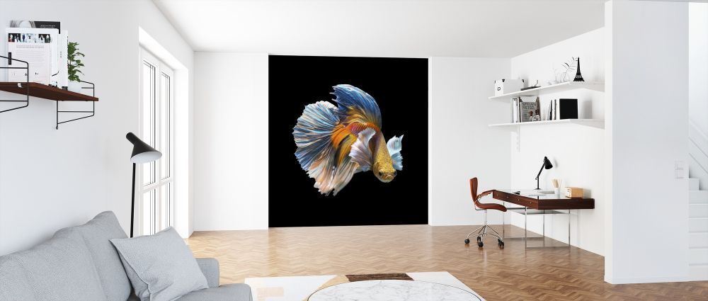 輸入壁紙 カスタム壁紙 PHOTOWALL / Siamese Fighting Fish (e318293)