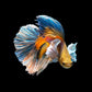 輸入壁紙 カスタム壁紙 PHOTOWALL / Siamese Fighting Fish (e318293)