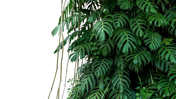 輸入壁紙 カスタム壁紙 PHOTOWALL / Monstera Tropical Plant (e318352)