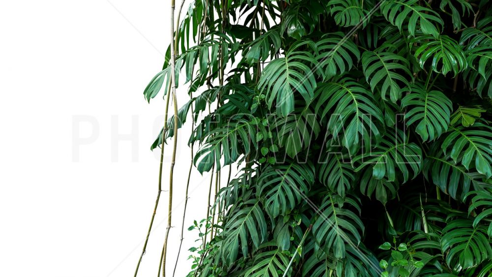 輸入壁紙 カスタム壁紙 PHOTOWALL / Monstera Tropical Plant (e318352)