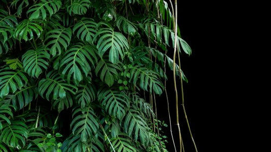 輸入壁紙 カスタム壁紙 PHOTOWALL / Monstera Tropical Plant (e318353)