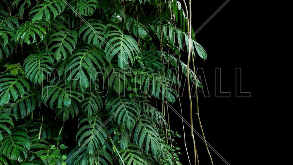 輸入壁紙 カスタム壁紙 PHOTOWALL / Monstera Tropical Plant (e318353)