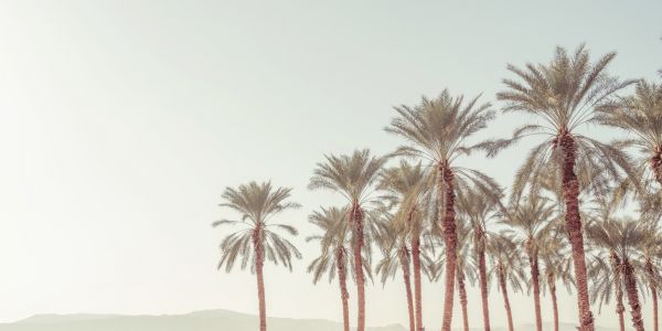 輸入壁紙 カスタム壁紙 PHOTOWALL / Palm Trees (e321151)