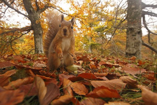 輸入壁紙 カスタム壁紙 PHOTOWALL / Red Squirrel in Leaf Litter (e320140)