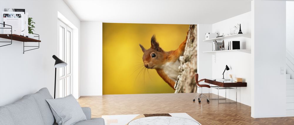 輸入壁紙 カスタム壁紙 PHOTOWALL / Red Squirrel with Autumn Colors (e320142)