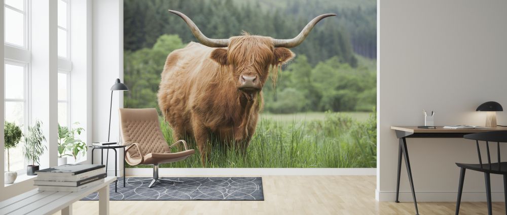 輸入壁紙 カスタム壁紙 PHOTOWALL / Highland Cattle (e320152)